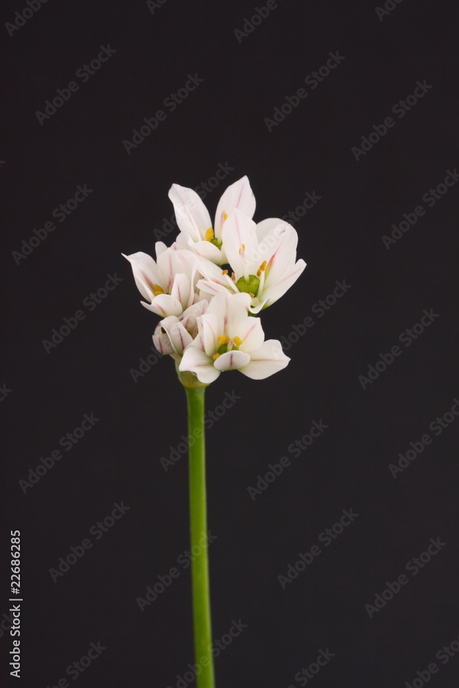 Fototapeta premium wild garlic
