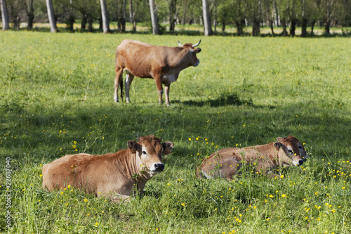 troupeau de vaches © RomainQuéré