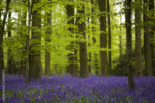 Bluebells woods