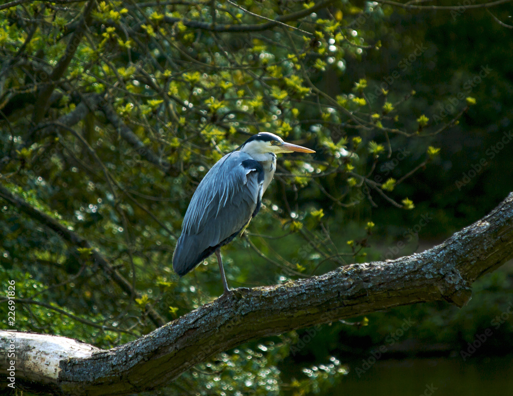 Naklejka premium Heron