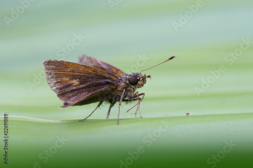 Hylephila phyleus - (Fiery skipper) photo