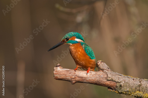 Canvas Print Martin Pescatore