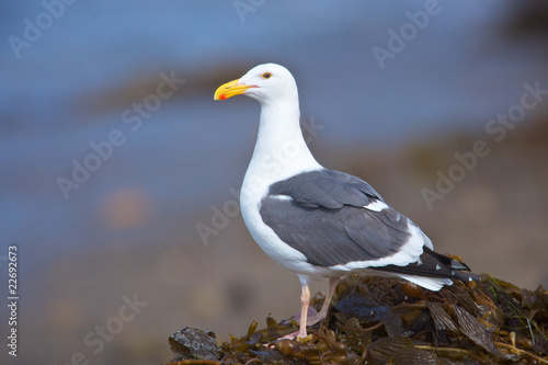 Seagull perched on kelp bed on the beach