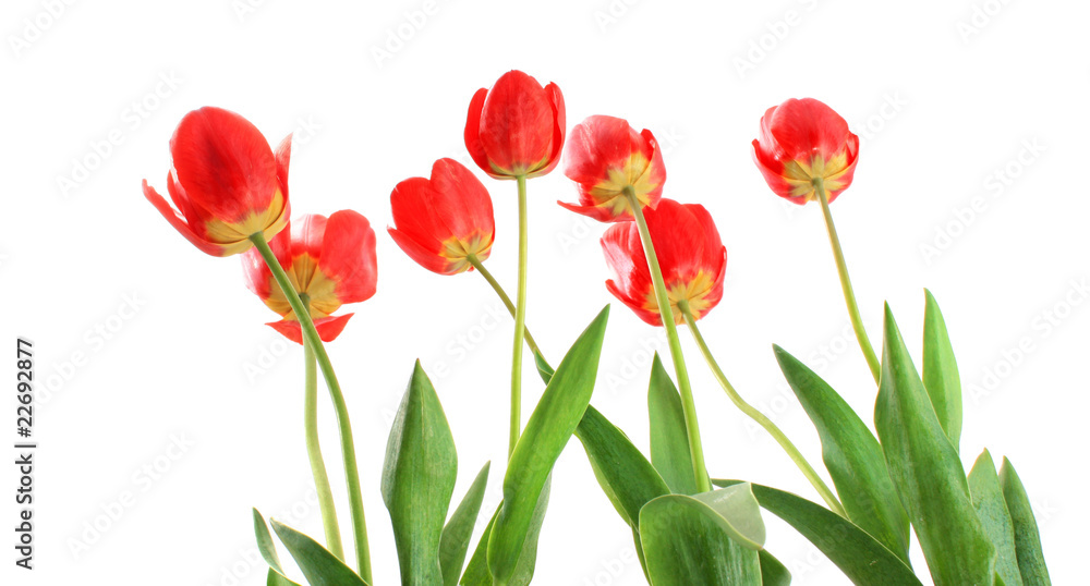 Red tulips from below, isolated. Red tulips from below, isolated.