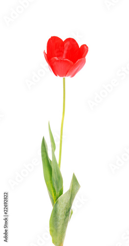 red tulip,  isolated.