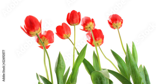 Red tulips from below, isolated.