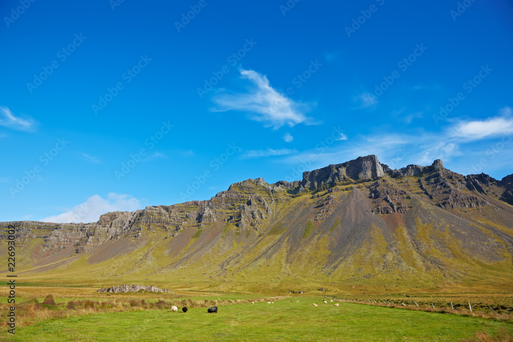 Some sheeps in the meadow, East Fjords, Iceland