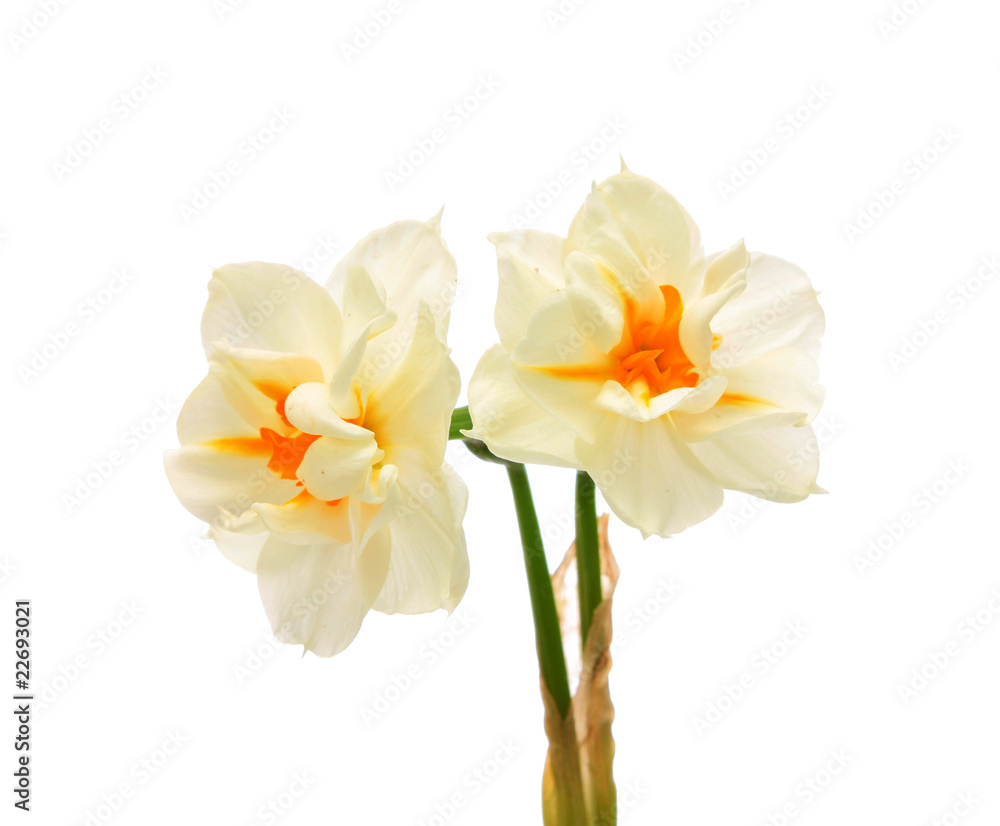 Naklejka premium narcissuses,isolated.