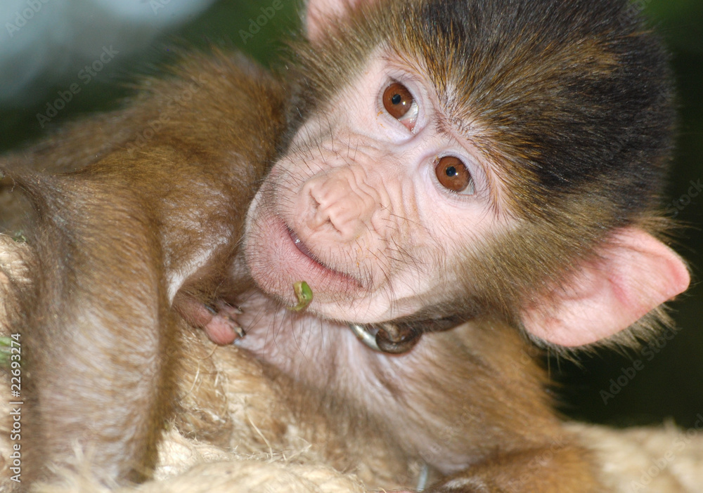Obraz premium animal monkey