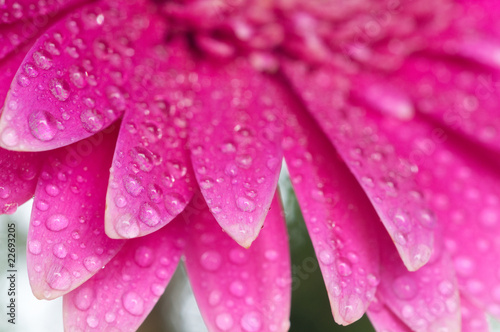 Pink daisy flower with dew