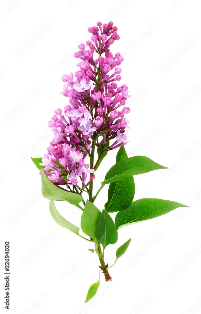 lilac on white background lilac on white background