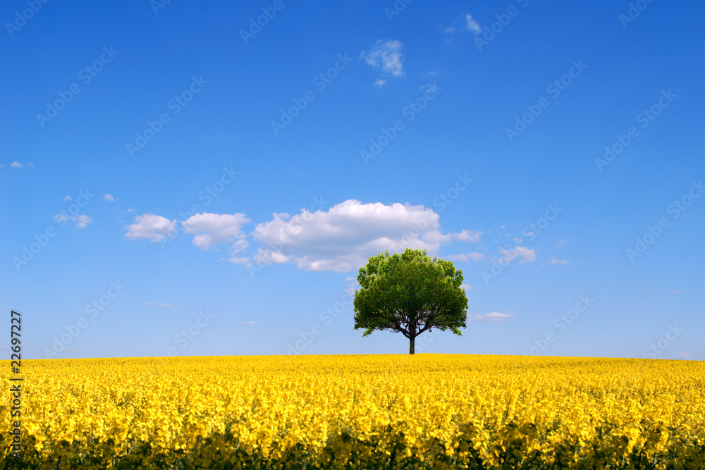 Obraz premium Rape seed field and lone tree landscape