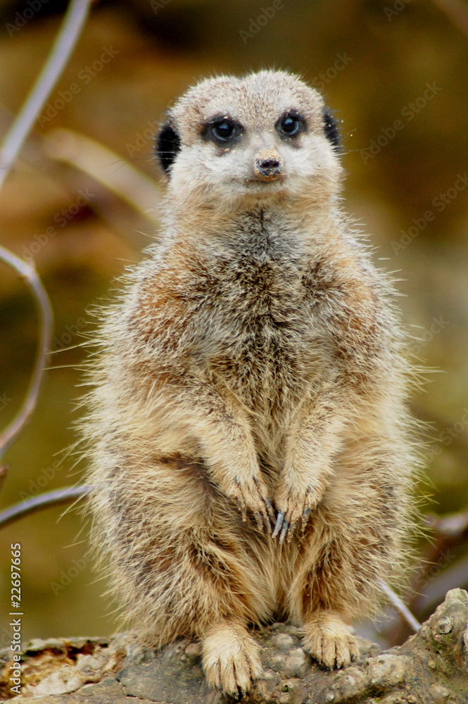 Fototapeta premium Meerkat
