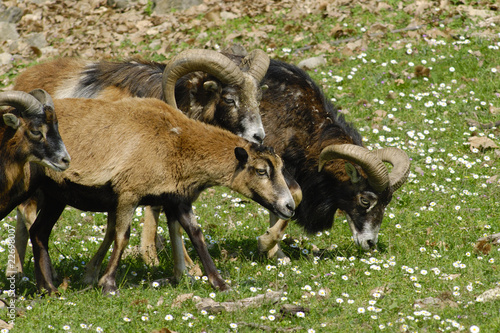 herd of mouflon