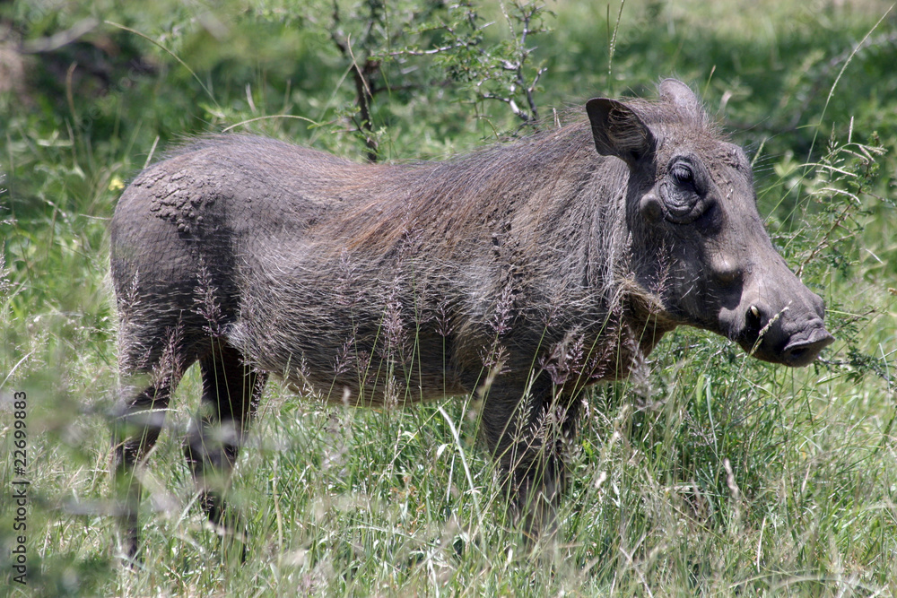 Fototapeta premium Warzenschwein - Südafrika 2