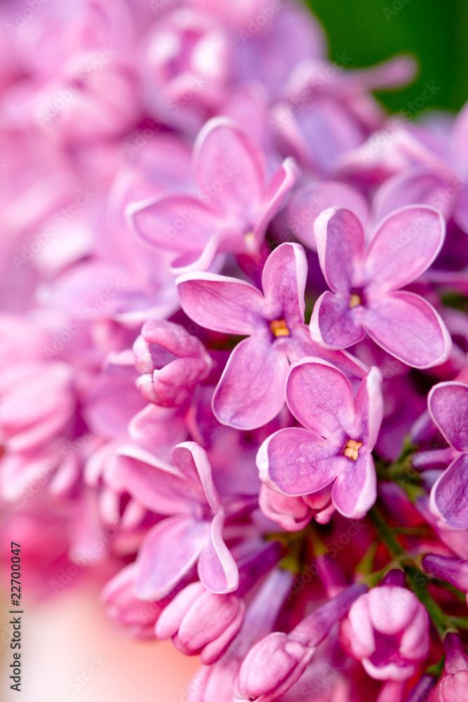 fresh lilac flower