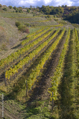 vineyards  Czech Republic