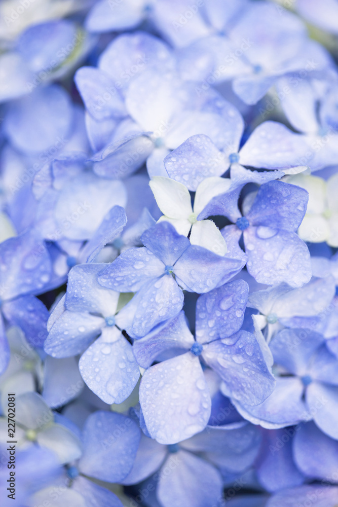 アジサイの花 アジサイの花
