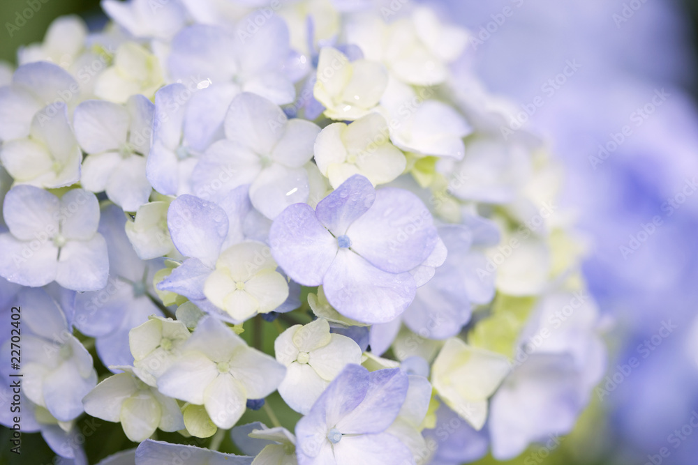 アジサイの花 アジサイの花