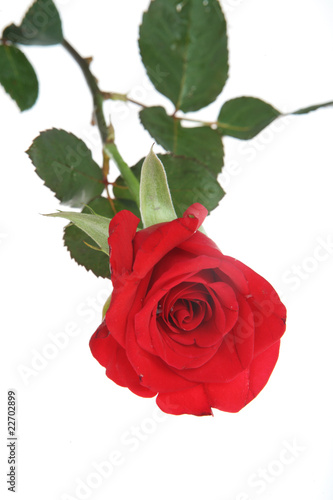Fototapeta Naklejka Na Ścianę i Meble -  beautiful red rose on a white background .