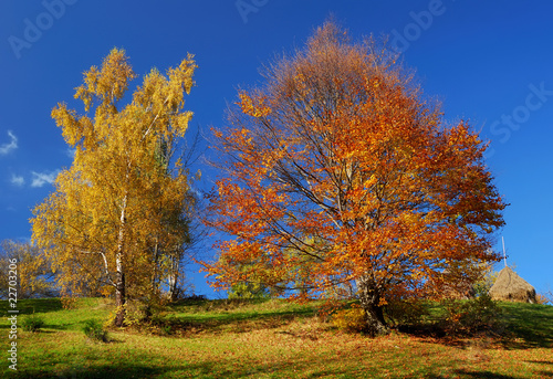 Autumn landscape with colored trees