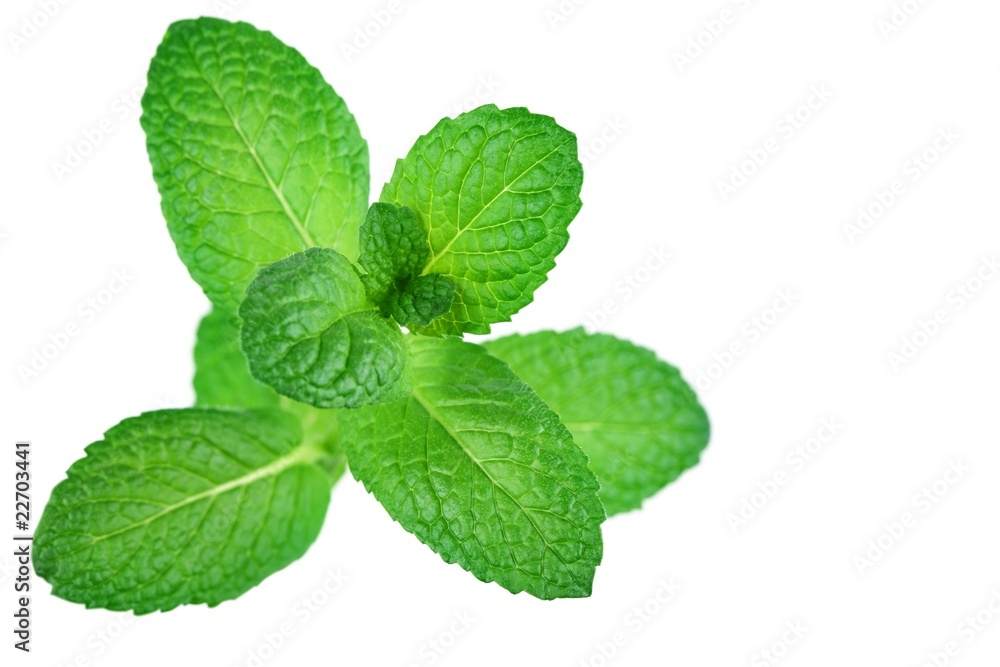Fresh mint leaves Fresh mint leaves