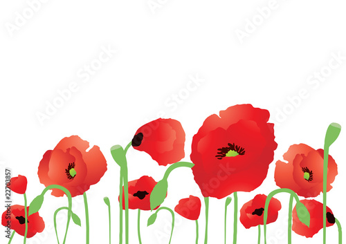 Vector illustration of beautiful poppies