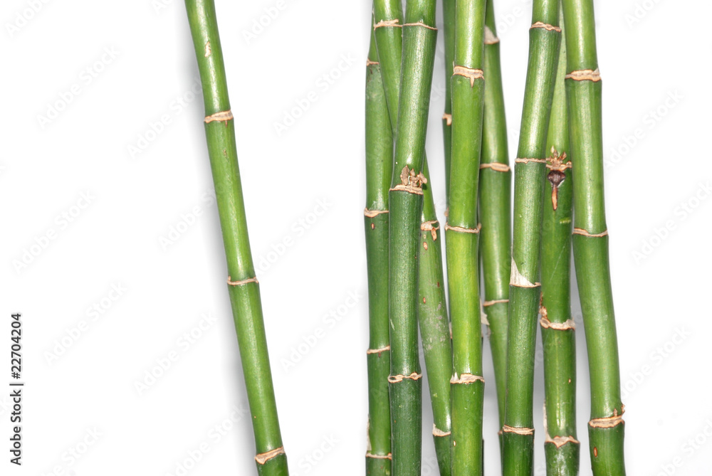 Naklejka premium Bambusowe tło