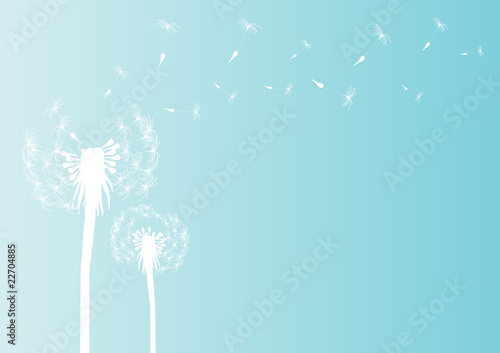 Fototapeta Naklejka Na Ścianę i Meble -  Vector illustration of blowing dandelion silhouette