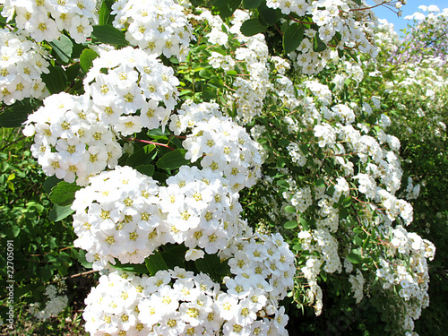 Spierstrauch - Spirea photo