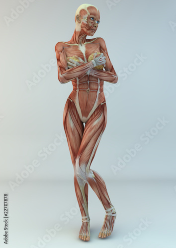 Fototapeta anatomy medicine study photorealistic human figure covering
