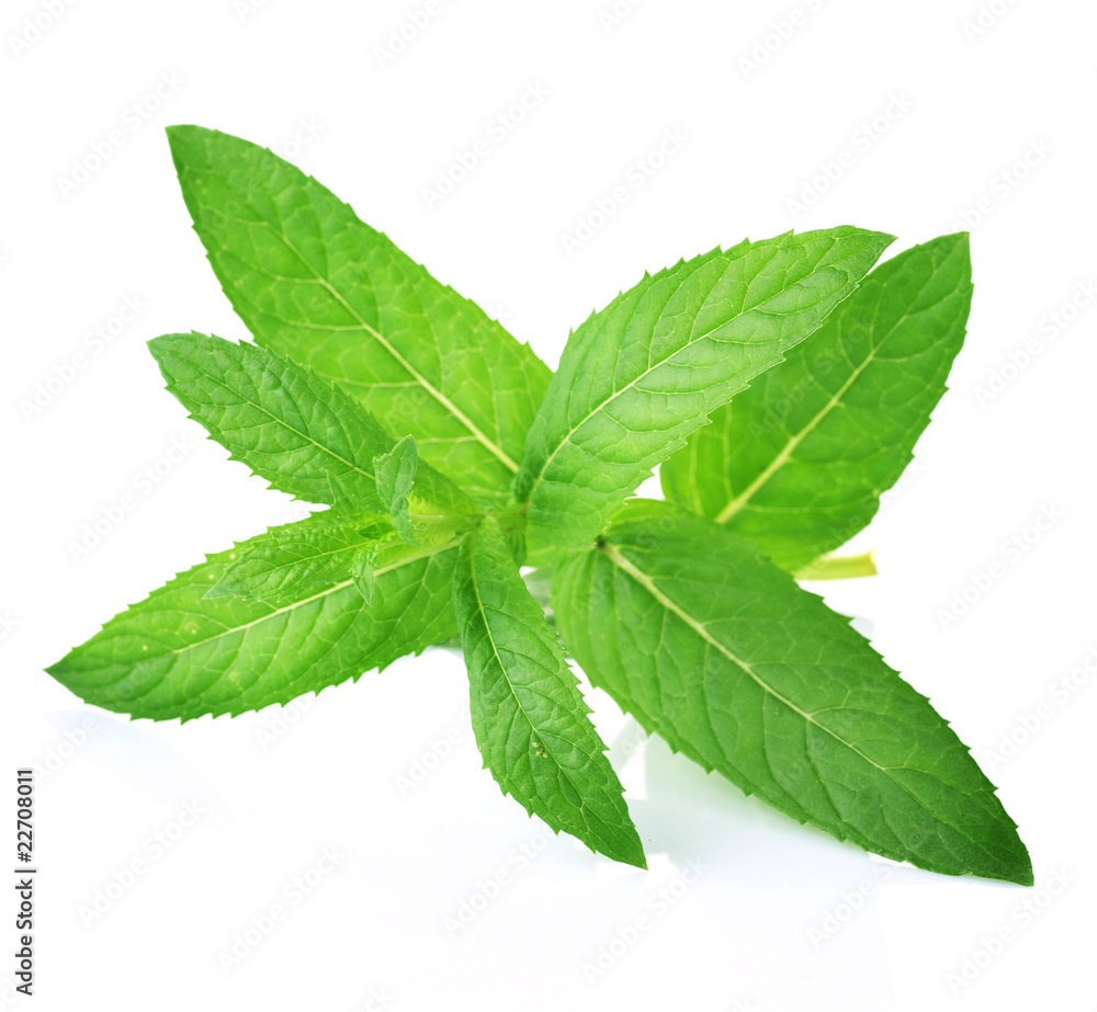 Fresh Mint isolated on white Fresh Mint isolated on white