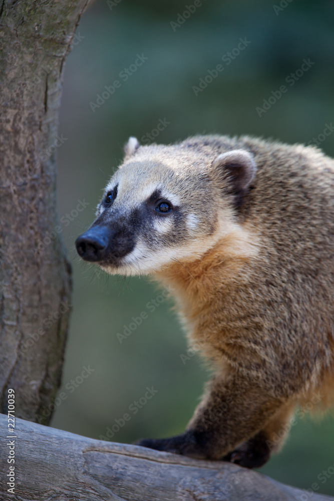 Close-up portrait of a very cute White-nosed Coati (Nasua narica Close-up portrait of a very cute White-nosed Coati (Nasua narica