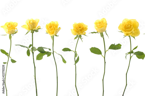 Set of sex long stem yellow rose