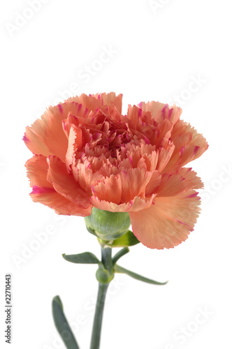 carnation