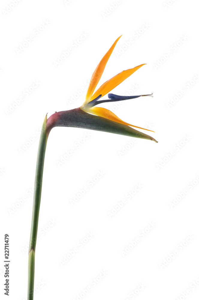 Isolated Bird of Paradise flower Isolated Bird of Paradise flower