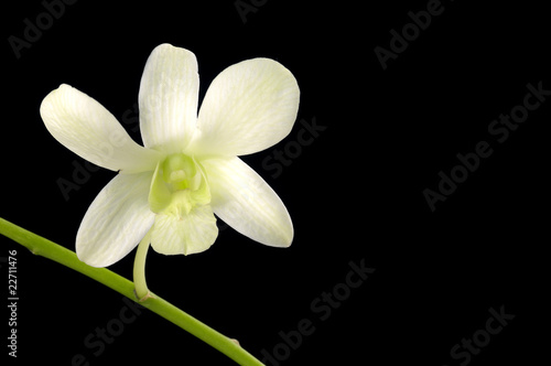 White orchid on black
