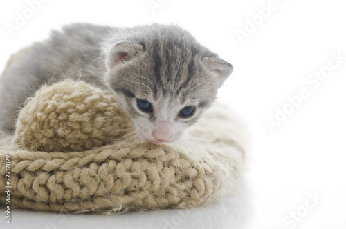 gattino con pon pon di lana photo