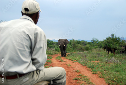 elefante nel parco Chobe