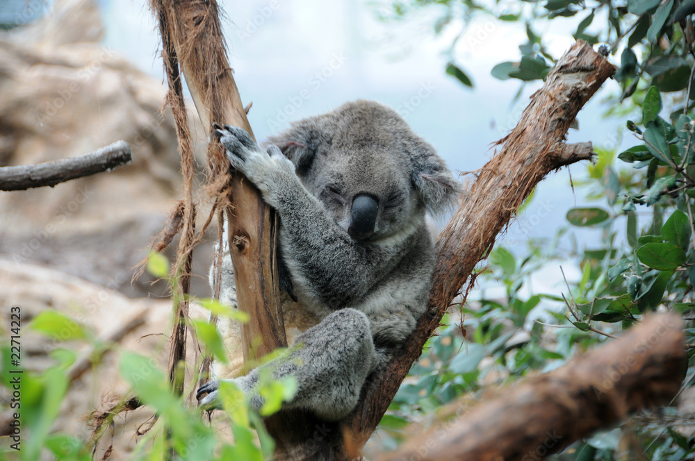 Fototapeta premium koala sleeps in a eucalyptus tree