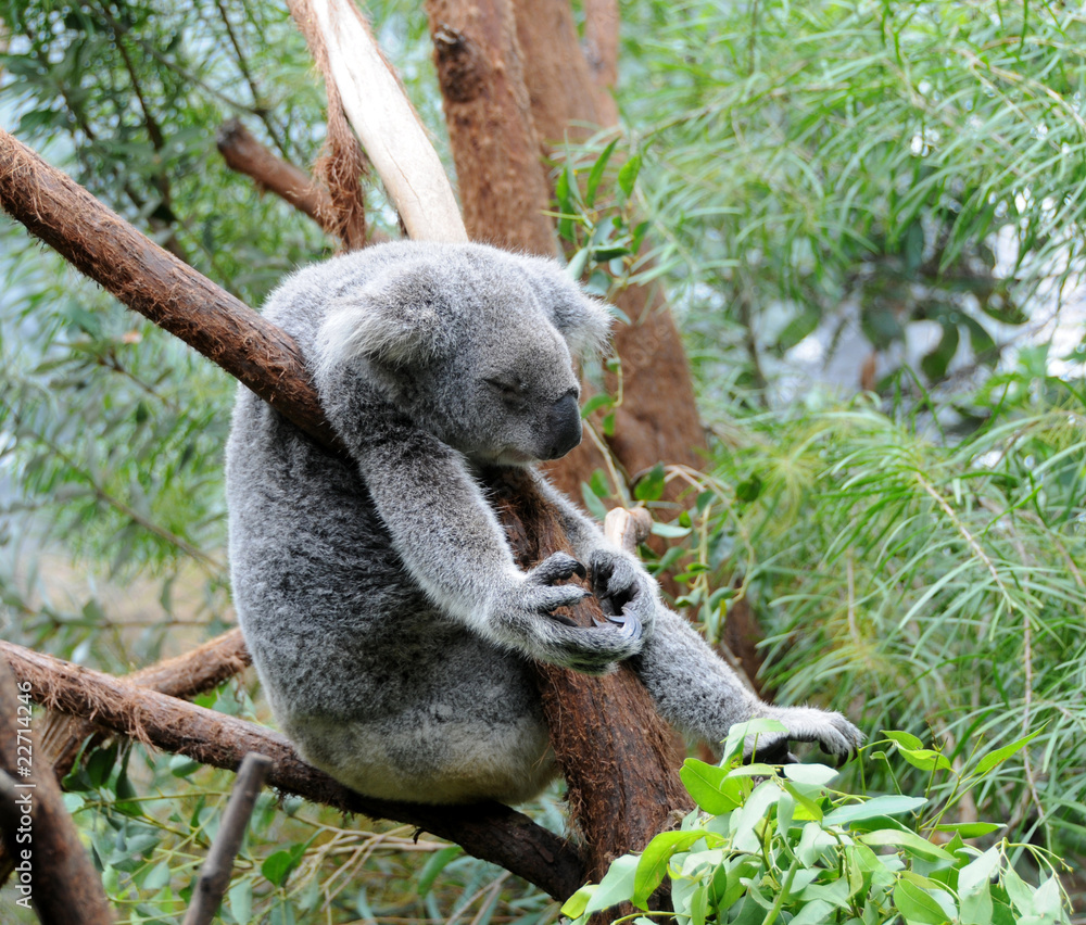 Obraz premium koala sleeps in a eucalyptus tree