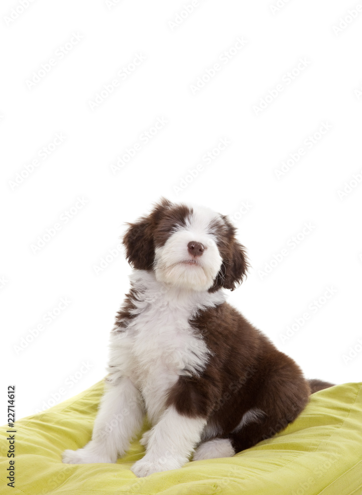 Bearded collie pup