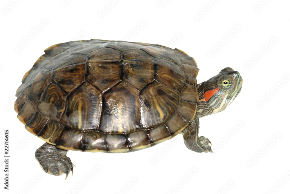 Fototapeta premium pet turtle red-eared slider(Trachemys scripta elegans)