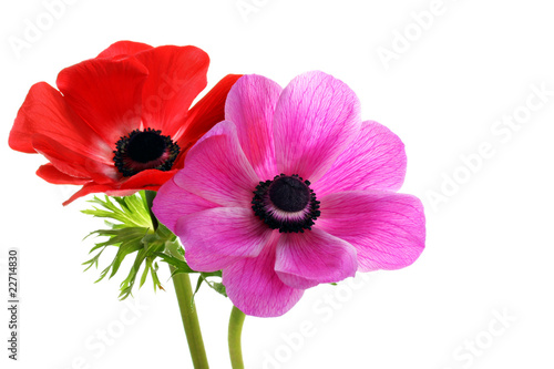 Beautiful anemone flowers on white with copy space.