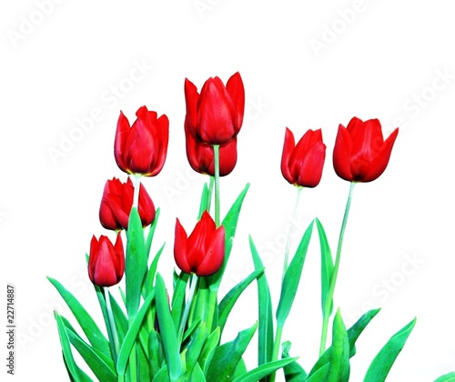 Red tulips isolated on white