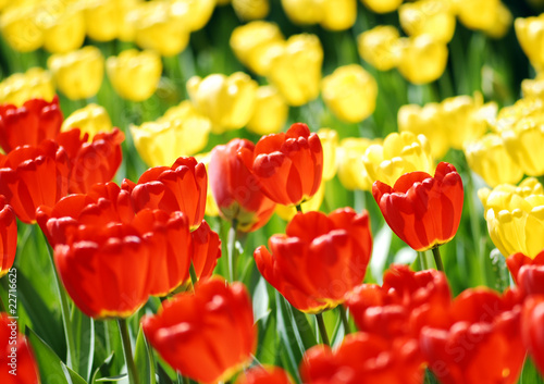 Multicolored tulips