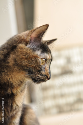 Canvas-taulu Lady-cat