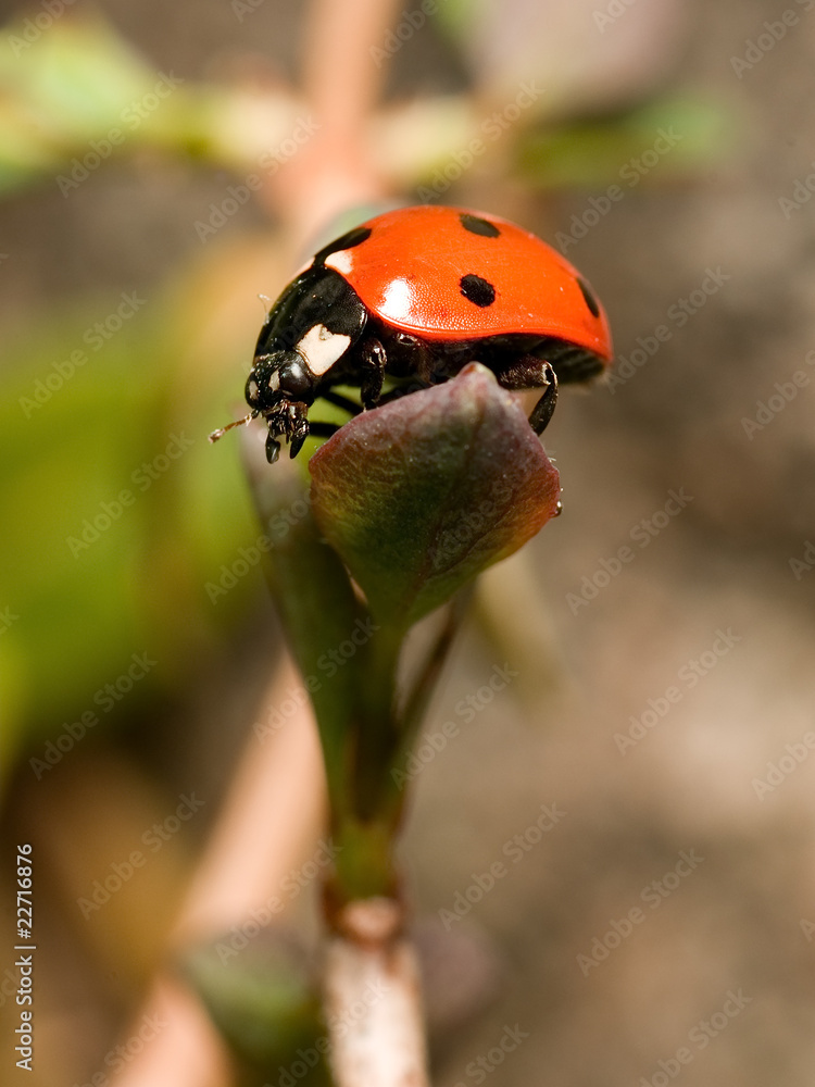 Fototapeta premium Ladybug