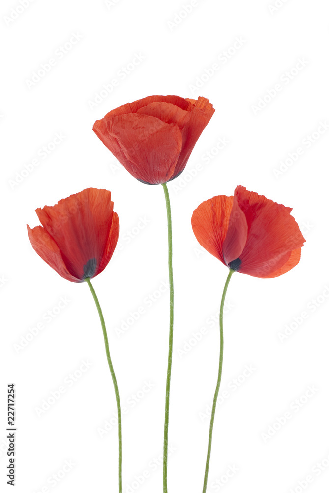 Naklejka premium Trzy maki