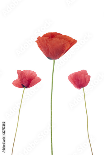 Fototapeta Naklejka Na Ścianę i Meble -  Three poppies